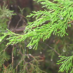 Mountain Cedar (Juniperus ashei)