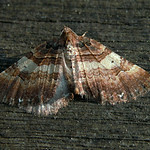 Earophila badiata (rozenspanner)