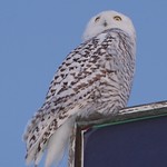 snowy owl