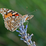 Vanessa cardui (Linnaeus 1758)
