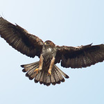 Bonelli's Eagle