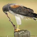 White-tailed Hawk with Prey