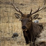 Elk bull portrait