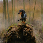 The KING of our woods, and if not, then for sure the KING of the treats in the pocket!!! 8/52