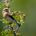 Wheatear....2