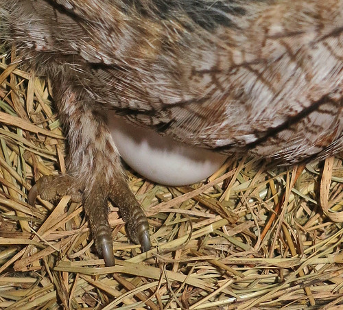 Billy's Captures Eggciting Screech Owl News