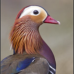 Mandarin Portrait