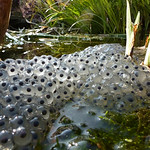 Frogspawn
