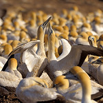 South Africa, everlasting love?!