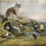 Tenemos visita - We have visit