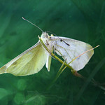 DSCN5963 Sadness is a winter butterfly - on explore # 304