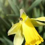 89/365 Ladybug & Daffodil