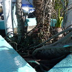 park(ing) at the Phoenix Hotel