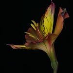 REACHING OUT (EXPLORE )