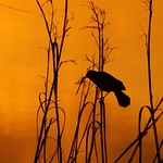 The Early Bird Gets The. . . - (Viera Wetlands)
