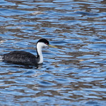 Western Grebe