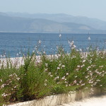 &Alpha;&gamma;&nu;&alpha;&nu;&tau;&epsilon;ύ&omicron;&nu;&tau;&alpha;&sigmaf; &alpha;&pi;ό &tau;&omicron; &Alpha;ί&gamma;&iota;&omicron;!! P1040653