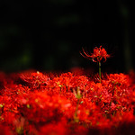 red spider lily