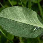Water droplet on a "hairy" clover