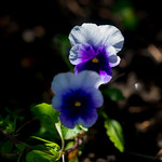 Pansies - Pensées