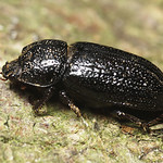 Rhinoceros or Least Stag Beetle, Sinodendron cylindricum, female, 14 mm, Lucanidae (stag beetles)