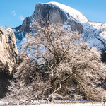 Elm Tree Branches Glistening in Fresh Snow! Cook's Meadow Elm Tree Sunrise Yosemite National Park Winter Snow Fine Art Photography 45EPIC Dr. Elliot McGucken Fine Art Landscape and Nature Photography!