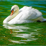 a swan in the pond ... un cigno nello stagno ...