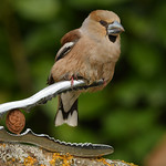 Gros-bec casse-noyaux