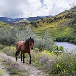 Meeting a friendly horse during our hike in the Doury Valley