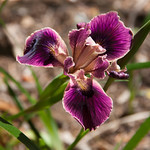Iris 'Native Warrior'