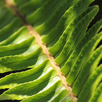 Fern leaf