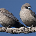 7:46am, lagoon creek, pair of black-faced woodswallows