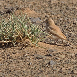 Bar-tailed Desert Lark