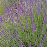 Liverpool Lavender, St. John's Gardens Liverpool