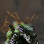 asparagus