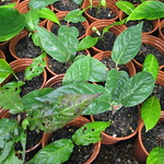 Dipelta floribunda cuttings