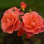 Dew Drops on Roses