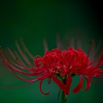 Red spider lily