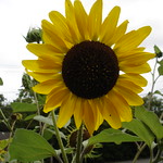 sunshine sunflower