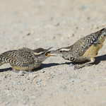 Mother's work is never done