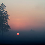 Queen of the Morning