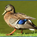 Birder Blah Days - Mallard Duck