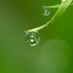 Dew Drops