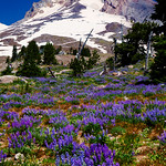 Mount Hood Meadow