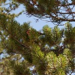 Pine Grosbeak
