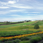 Lavender farm near walla walla
