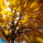 Autumn Abstract: Maple Mayhem