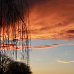 Willow Sunset