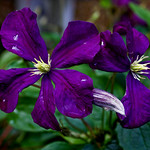 Purple Flower-001