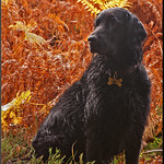 Solemn Pose (10B/12/12)